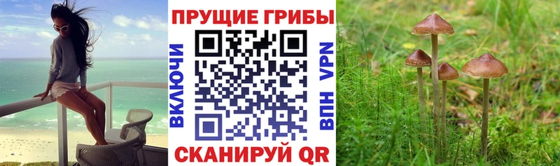 Псилоцибиновые грибы мицелий  Купить закладки  Осинники 